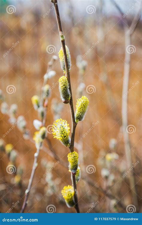 Blooming Willow Branch Beautiful Pussy Willow Flowers Stock Image Image Of Beauty Background
