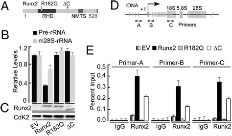 Transcriptional Corepressor Tle1 Functions With Runx2 In Epigenetic