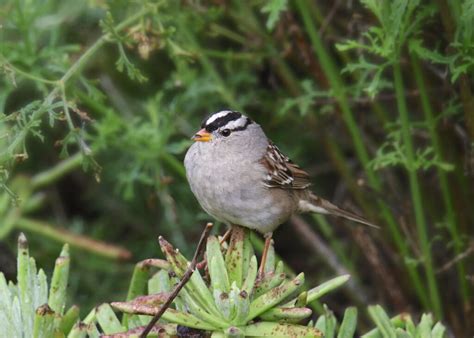 Sparrows In Ohio 20 Beautiful Species To Spot In The Wild
