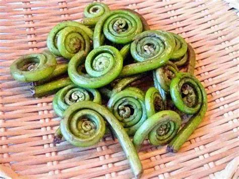 Recipes For Tom Kogomi Ostrich Fern Fiddleheads And Seiyo Meshida Lady