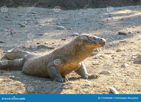 Komodo - Giant Venomous Komodo Dragon Stock Photo - Image of closeup