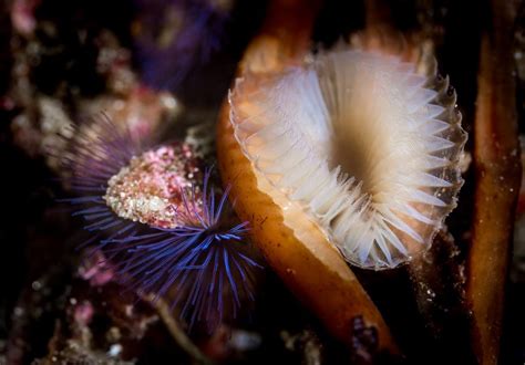 Monterey Bay Aquarium — Worms are EVERYWHERE in the ocean—and that’s a...