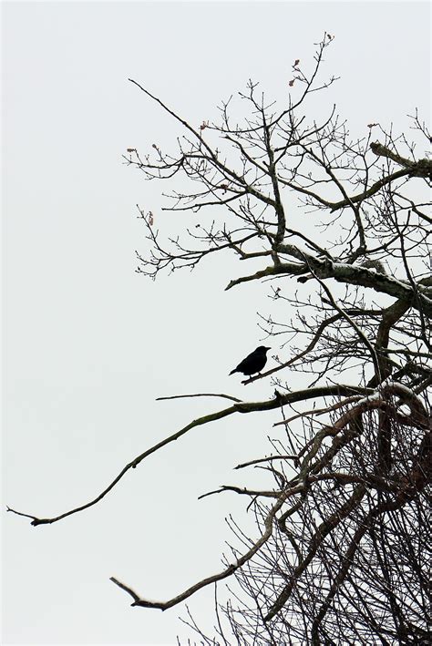 Images Gratuites Arbre La Nature Branche Silhouette Hiver Oiseau