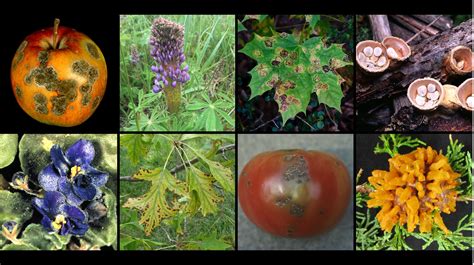 Uw Madison Plant Disease Diagnostics Clinic Pbs Wisconsin Garden