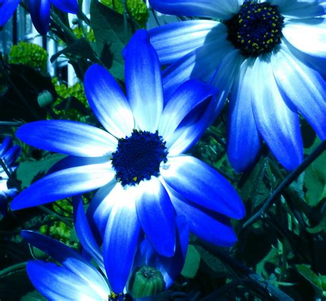 Blue Bi Color Pericallis Flowers Free Stock Photo - Public Domain Pictures