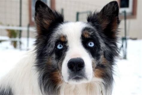 Photo Blue Eyes : Border Collie mâle (6 ans)