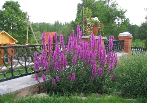 Неприхотливые многолетние цветы и растения для сада - названия и фото