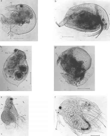 Cladocerans - Plankton - Chinese Herbs Healing