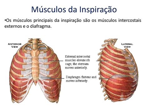 Qual É O Músculo Responsável Pelos Movimentos Respiratórios - Músculos da Inspiração e da Expiração - Anatomia I