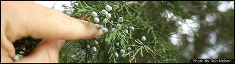 eastern-redcedar-berries - Untamed Science