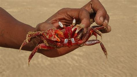 The Gallivant Rovers: Visiting Talsari Beach near Digha -The Land of ...