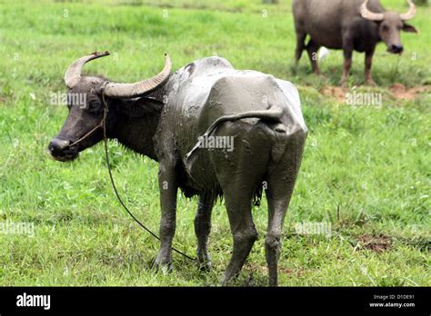 Carabao