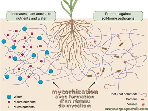 Mycorhizosph Re D Finition Et Explications