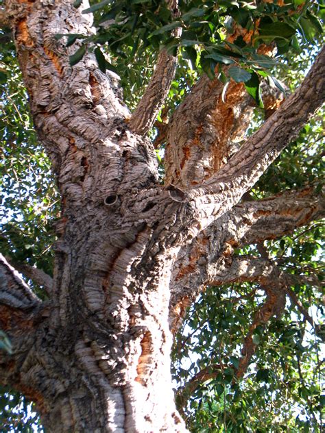 Cork Oak Free Stock Photo Public Domain Pictures