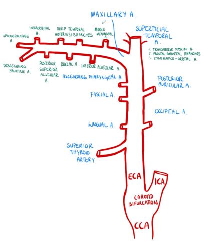 1 1 External Carotid And It S Branches Flashcards Quizlet