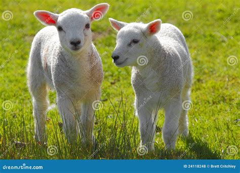Spring Lambs Stock Photo Image Of Lambs Farmers Agriculture 24118248