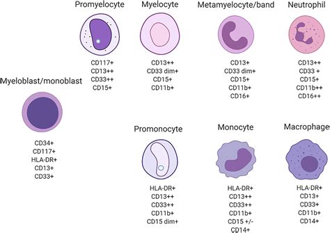 Clinical Flow Cytometry Analysis In The Setting Of Chronic Myeloid