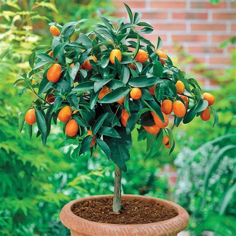 Arvore Frutifera De Raiz Pequena - árvore Frutífera De Raiz Pequena - FDPLEARN
