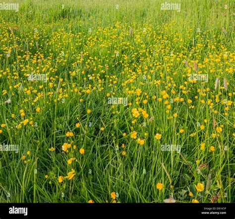English Country Meadow With Buttercups Stock Photo Alamy