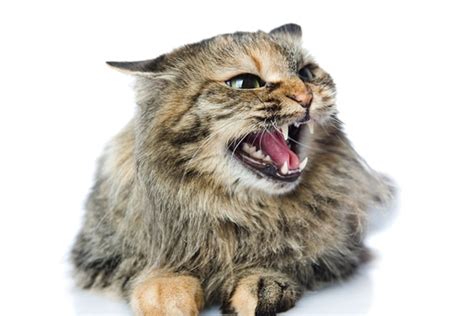 All About Cat Hissing — Why Do Cats Hiss? - Catster