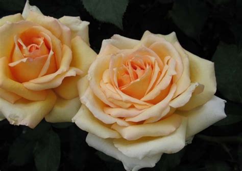 Роза София Фото – Telegraph