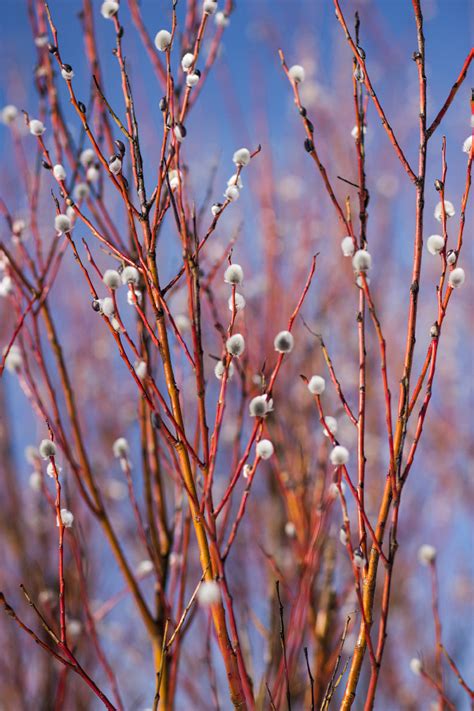Верба Дерево Фото – Telegraph