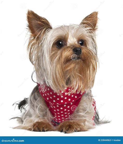 Yorkshire Terrier Wearing Red and White Polka Stock Image - Image of
