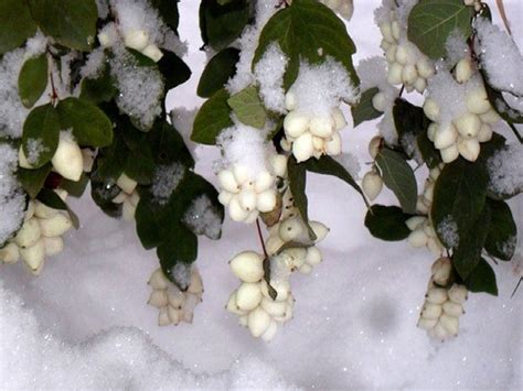 Снежноягодник белый - презентация онлайн