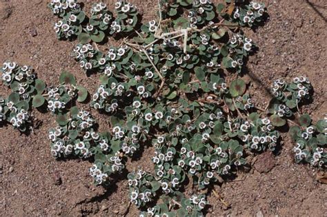 Selected wildflowers from Socorro County