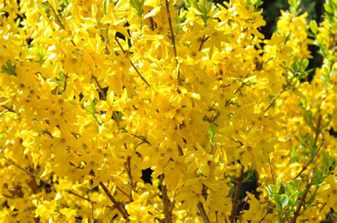 How To Grow Forsythia Lynwood Gold At Home Petal Republic