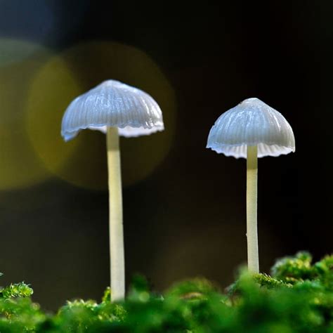 5 Examples Of Fungi