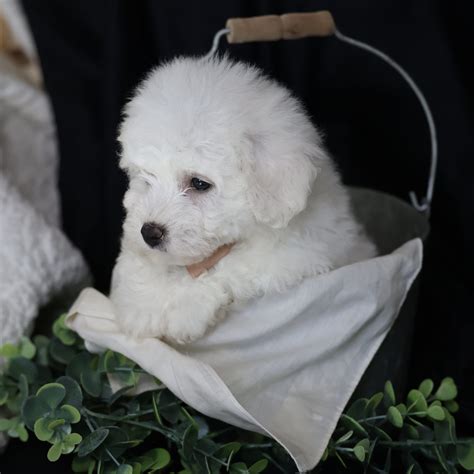 Georgie - Paw Tale Puppies