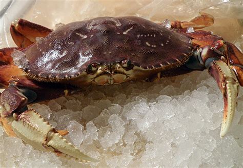 Seasonal Eating How To Cook Live Dungeness Crab