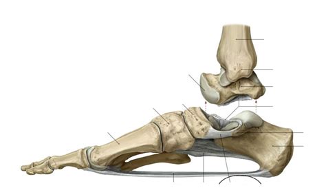 43 Spring Ligament Plantar Calcaneonavicular Ligament Diagram Quizlet
