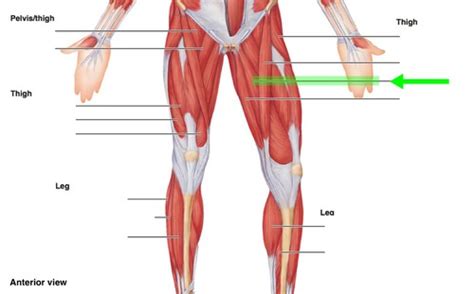 muscles flashcards quizlet
