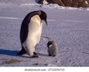 baby emperor penguin royalty  images stock  pictures