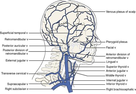 Veins Of The Head And Neck Diagram