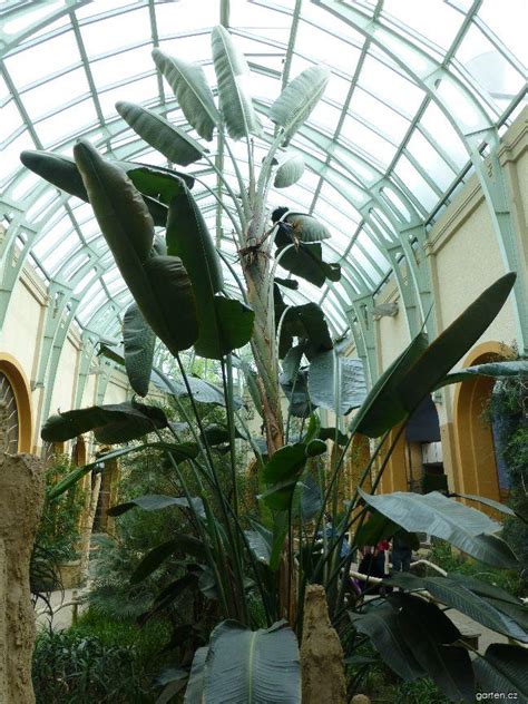 Forum / Obrázek : Strelície natalská (Strelitzia nicolai) | Garten.cz