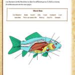 Fish Anatomy Worksheet Anatomy Worksheets