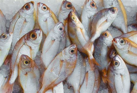 Omega-3 and Oily Fish