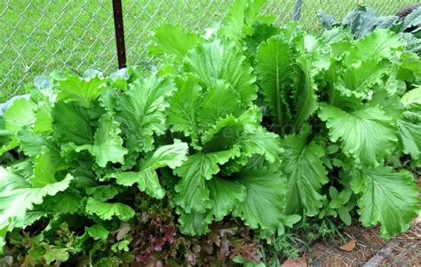 Growing Mustard Greens