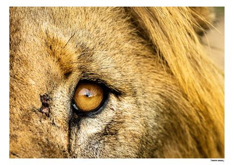lion eye timothy griesel