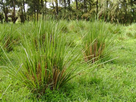 vetiver world crops