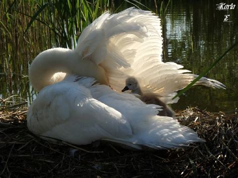 Pin op swam | Vogeltjes, Zwanen, Zwarte zwaan