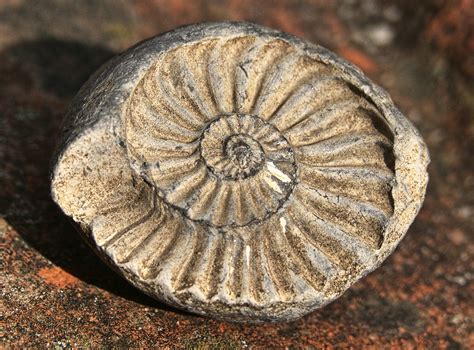 Petrifaction Fossils