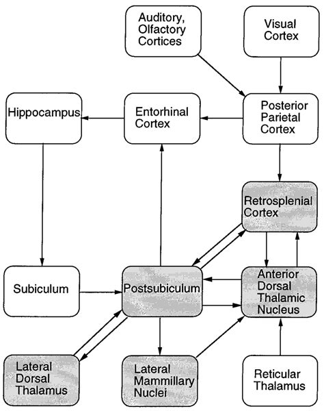 Diagram illustrating the major connections between brain areas thought ...