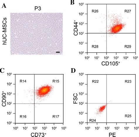 Culture And Identification Of Huc Mscs Huc Mscs Were Cultured With Fbs Download Scientific