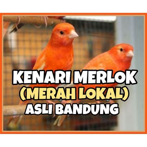 Jual Burung Kenari Merlok Merah Lokal Shopee Indonesia