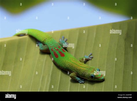 Small Green Lizard In Hawaii Stock Photo Alamy