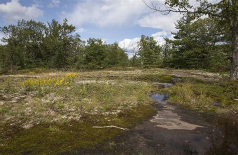 Glacial Bedrock And Vegetation At Torrance Barrens In Muskoka Stock